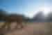 Elephant in a field in Chiang Mai, Thailand