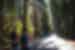 Group walking through forest of redwood trees