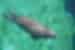 Spot the precious and endangered Mediterranean Monk seal in the waters of the Aegean Sea