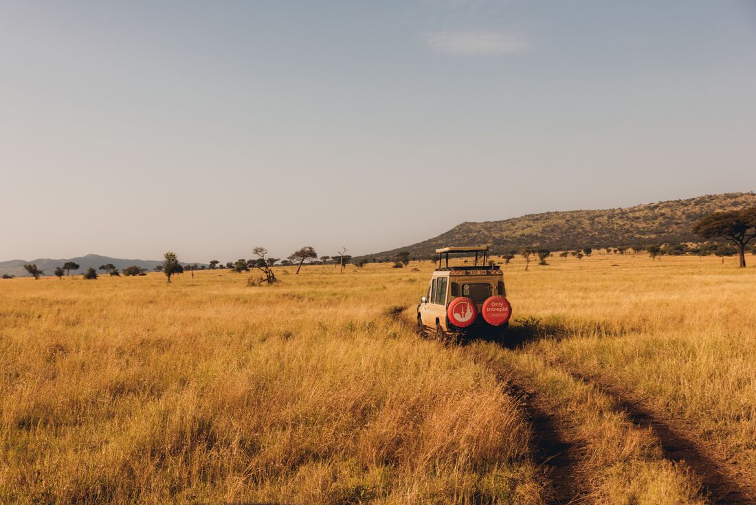 Safari on the fields of the Serengeti
