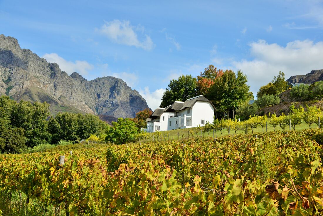 La Franschhoek Hotel & Spa cottages in the distance with vineyard grape vines in foreground