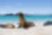 GGSFC_seals_beach_galapagos