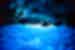 Guided rowboat enters the blue glowing grotto of Capri island on the Amalfi Coast of Italy