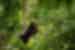 sun bear in the forests of Sabah Borneo