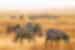 tanzania ngorongoro grazing zebras