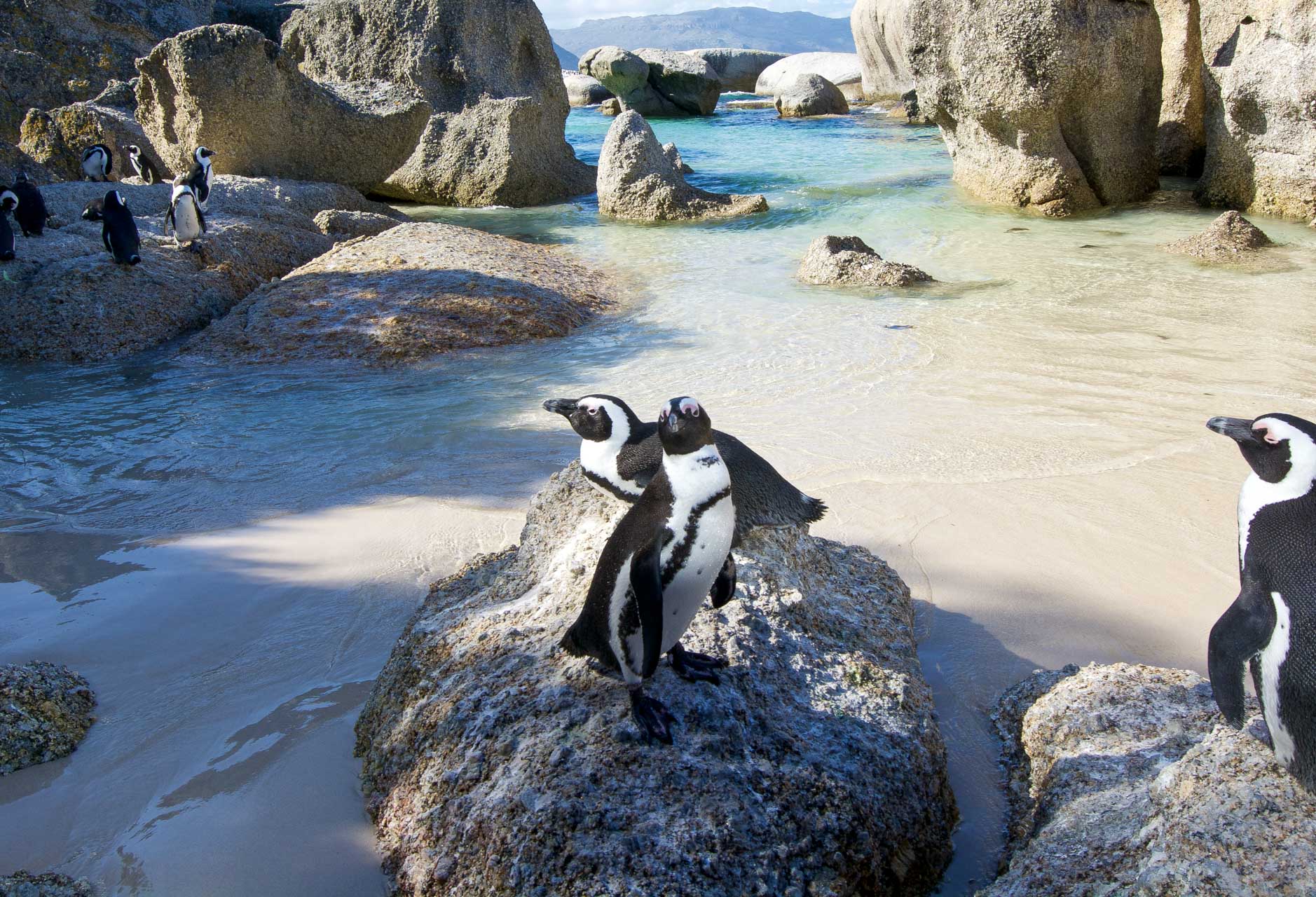 Meet the penguins of Boulders Beach in Capetown