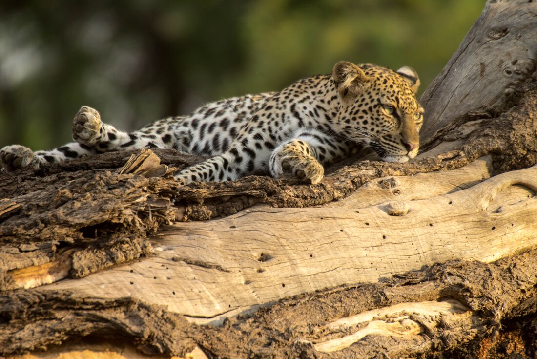 African leopard lounges on a tree in the Masai Mara Game Reserve in Kenya