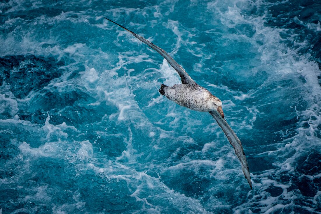 An antarctic petrel flys alongside the ship
