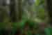 Foreground of rainforest ferns and moss covered trees with travellers hiking in Hoh Rainforest