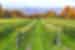 Grapevines lined up in vineyard with mountain view in background in Ile Dorlean, Quebec, Canada