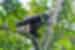 gibbon_indonesia_tanjung-puting