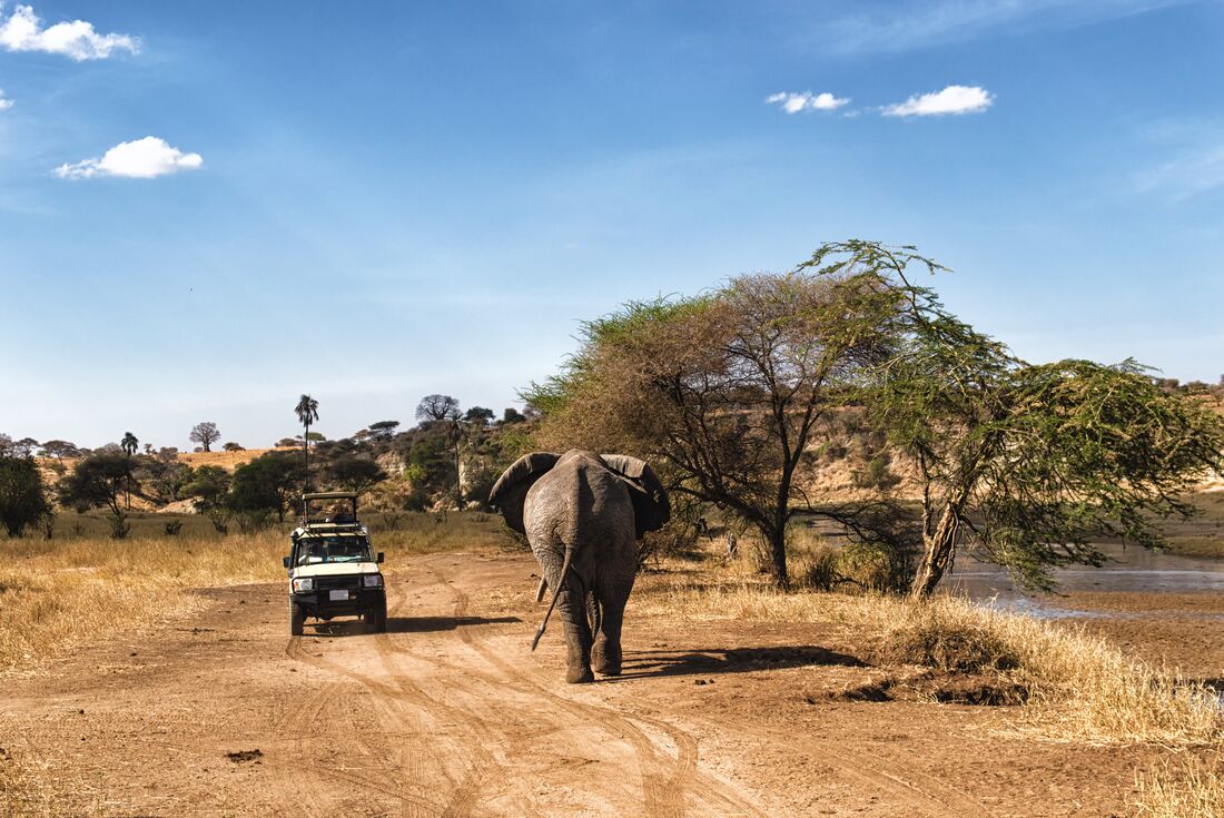 Safari jeep driving alongside an elephant in Serengeti, Kenya