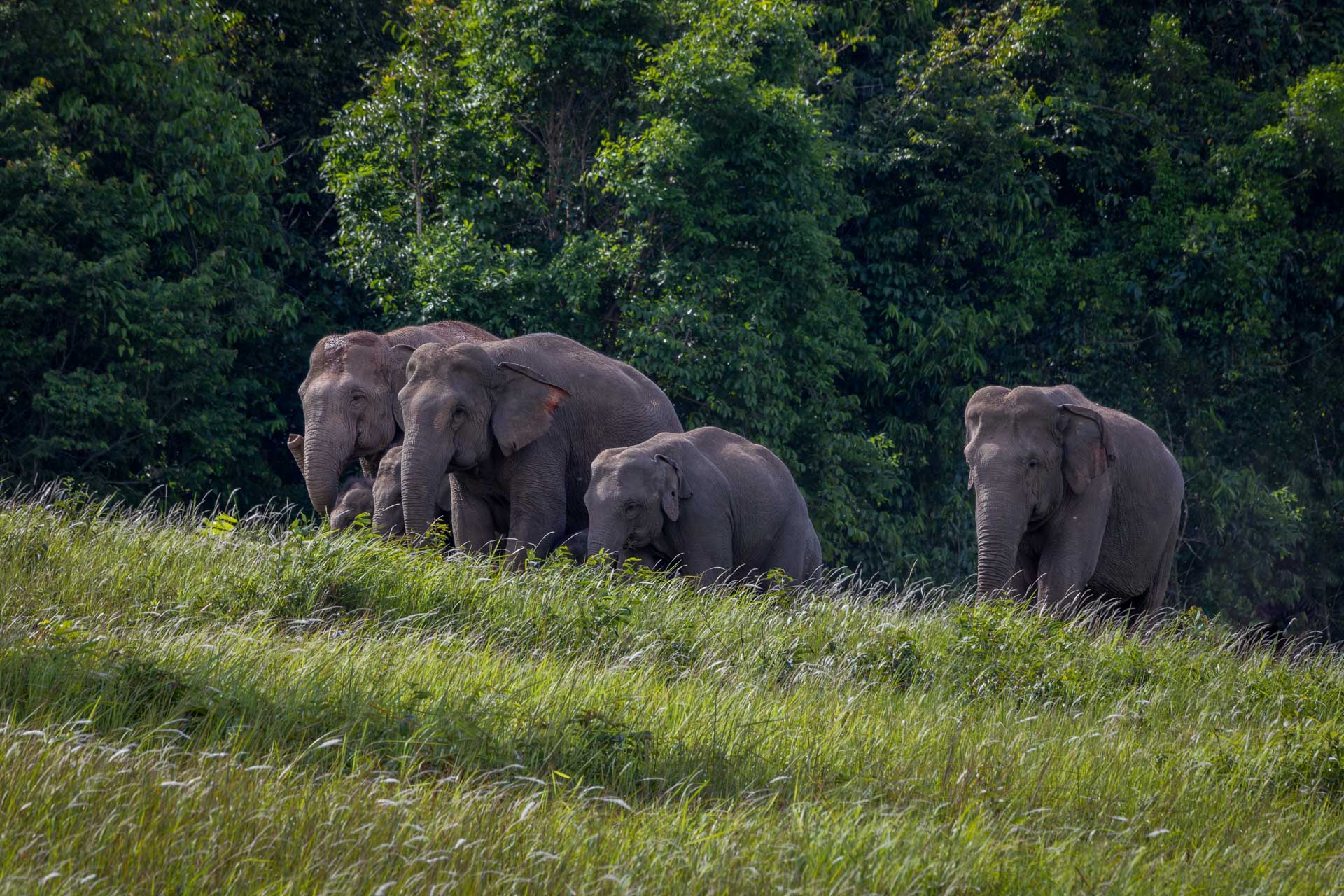 Elephants roam the hills and forests of Khao Yai National Park