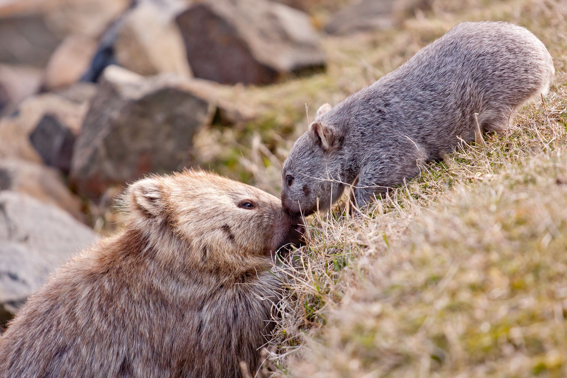 Mother and child wombat nuzzle on Maria Island's coast