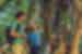 Father and son in a Borneo rainforest look at huge wooden vines, lianas, wrapped around a tree