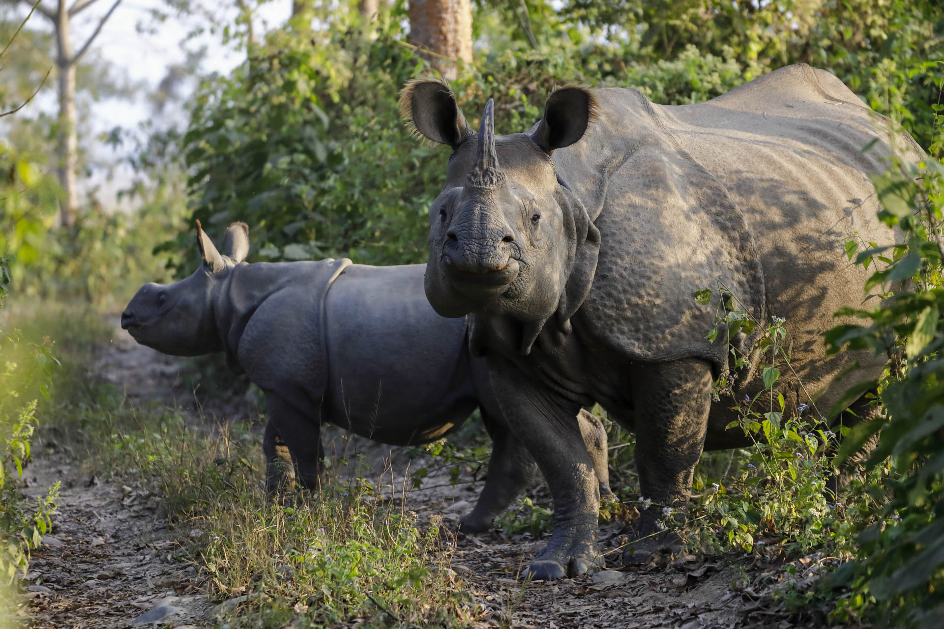 Indian rhinoceros spotted on safari in Chitwan National Park