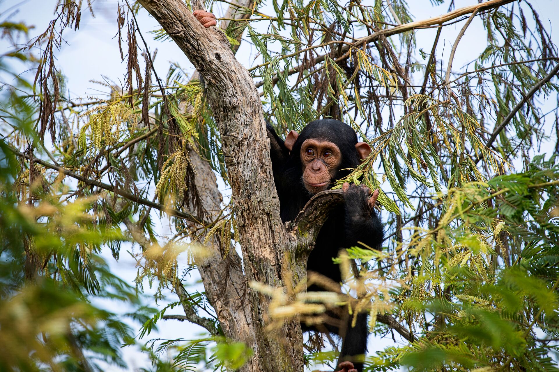 Meet the chimpanzees of Jane Goodall's Chimp Eden sanctuary in Kruger National Park