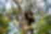 Meet the chimpanzees of Jane Goodall's Chimp Eden sanctuary in Kruger National Park
