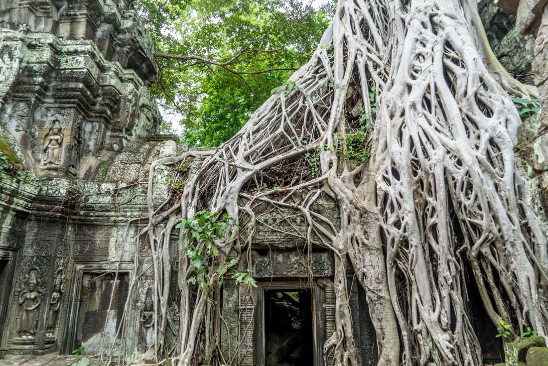 Cambodia Angkor Wat trees