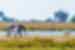 Elephant wanders through Chobe National Park 