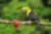 Toucan sits on branch in Monteverde jungle