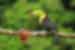 Toucan sits on branch in Monteverde jungle 