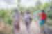 GTHSC_indochina-odyssey_vietnam_bicycle-tour