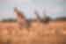 Giraffes and impalas stand in long golden grass of Mikumi National Park