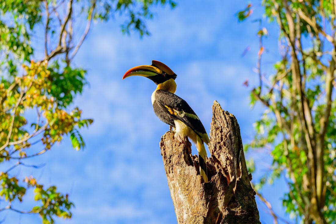 The magnificent Great Indian Hornbill will be a common sight of the Western Ghats