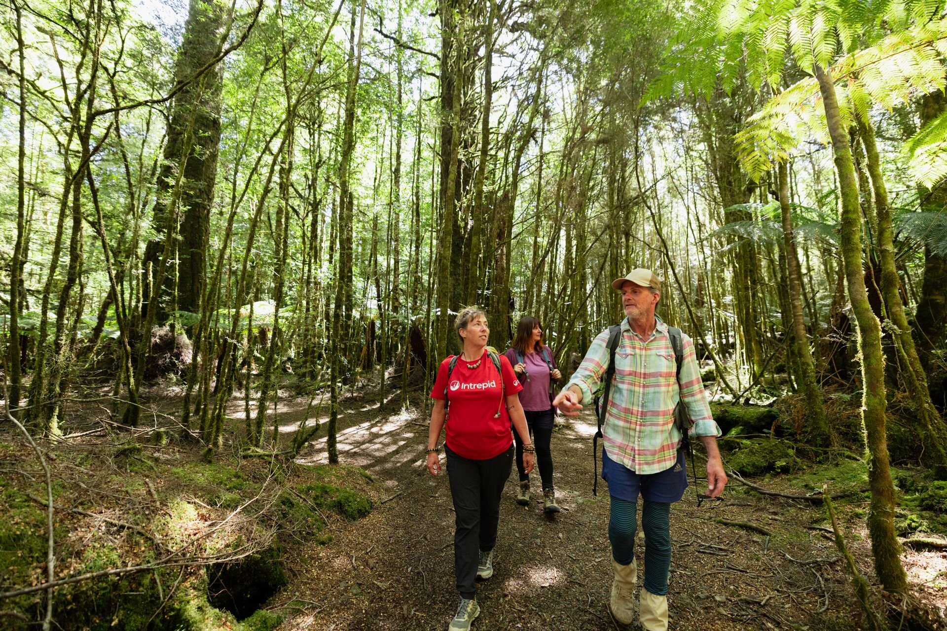 Hiking through the forests of Tasmania