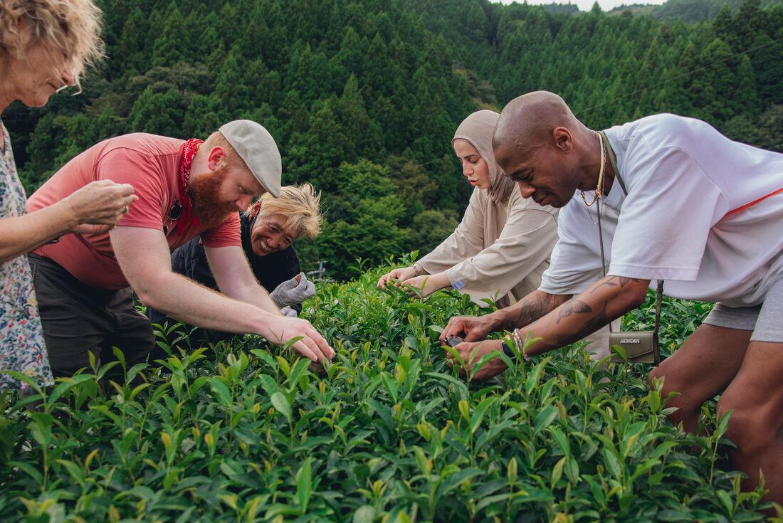 Group with expert smiling learn about picking tea in Uji region of Japan