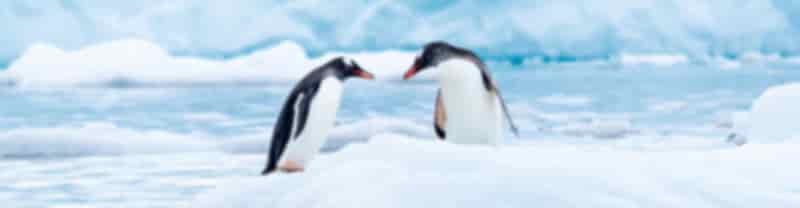 Antarctica & Arctic Cruise Deals | Intrepid Travel