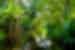 GGSGC_ecuador_amazon_jungle-yasuni-river.