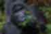 Closeup photo of Tinfayo the Silverback Gorilla eating a leaf looking directly at the camera
