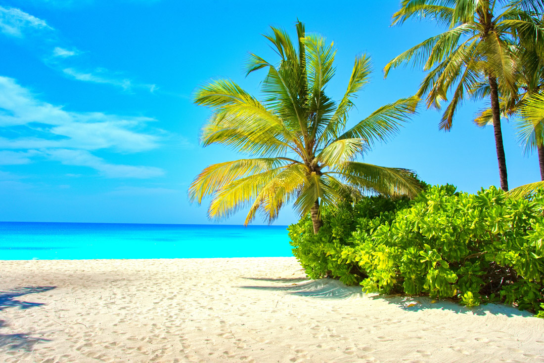 Palm-edged beach on Zanzibar island with brush off the coast of Tanzania