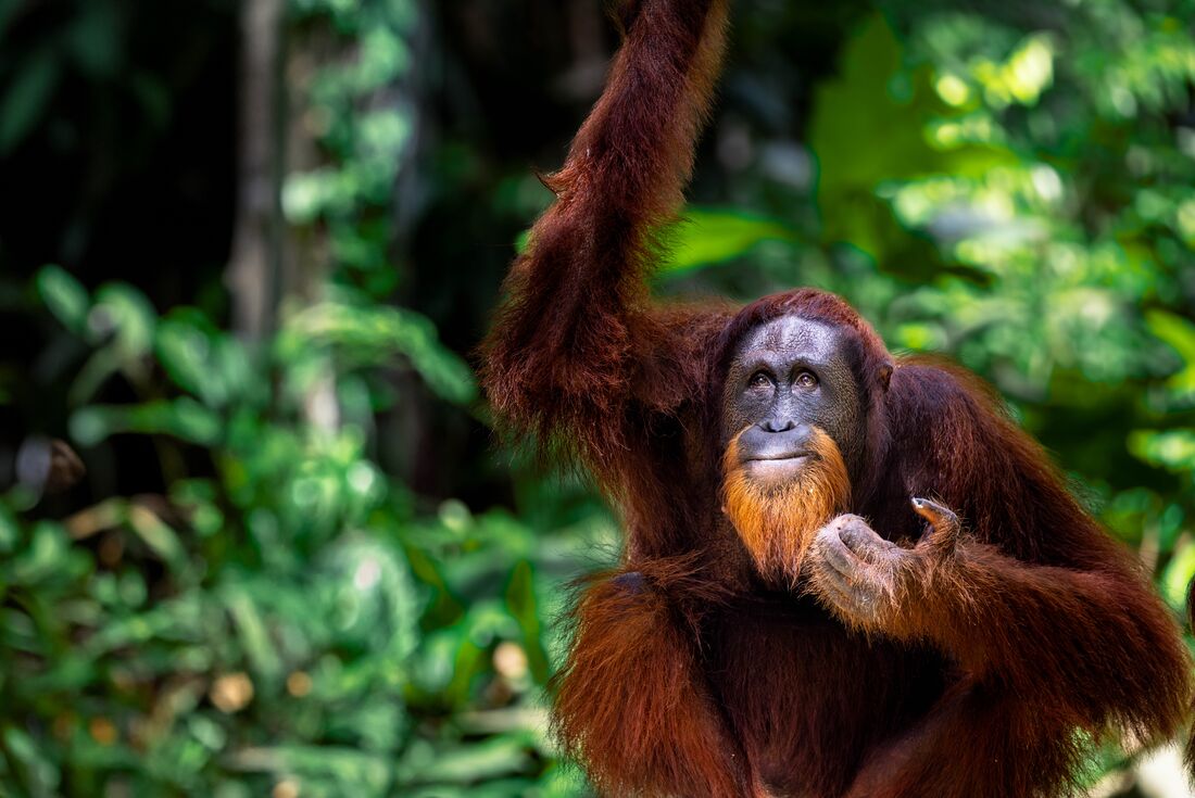 Visit the incredible orangutans of Sepilok Rehabilitation Centre