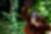 Visit the incredible orangutans of Sepilok Rehabilitation Centre