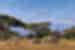 Elephants in the Savanna, Kilimanjaro in the background, Kenya