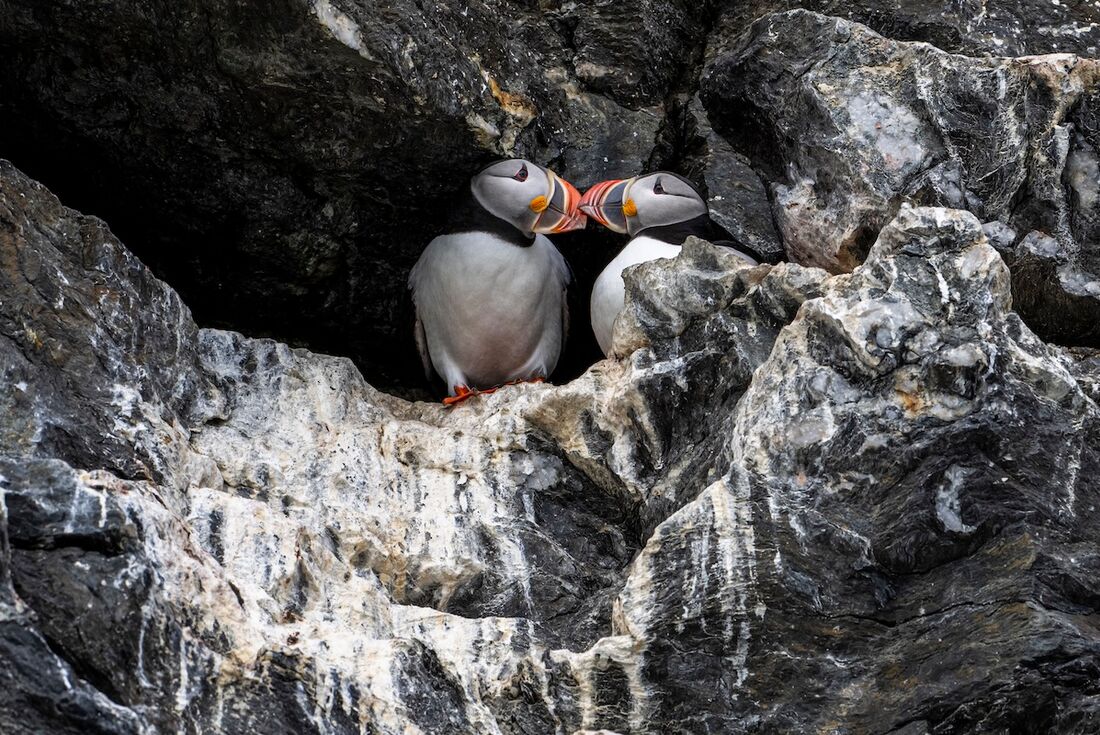 Atlantic penguins nest together on the cliffs of Fjortende Julibukta Bay