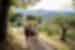 Travellers wander through the vineyards in San Gimignano