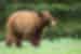 Bear cub in Alaska, USA