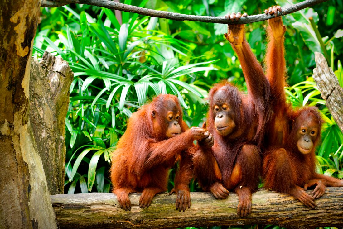 A family of Orangutans in Borneo's rainforest