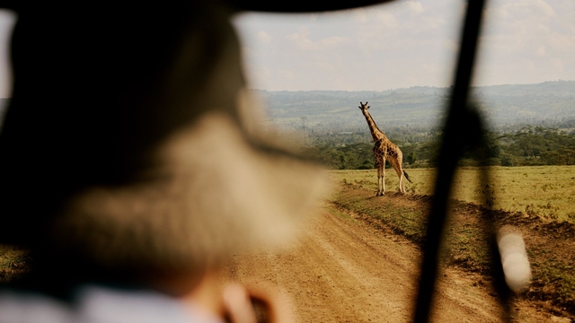 A person watching a giraffe from a safari car.