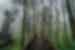Blonde traveller walks into on a raised wooden walkways amidst a misty forest with numerous thin trees