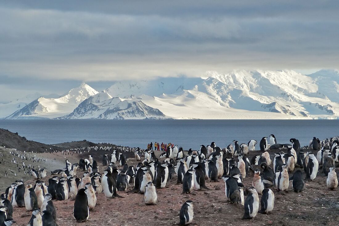 Chinstrap penguin colony