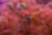australia_queensland_great-barrier-reef_clownfish