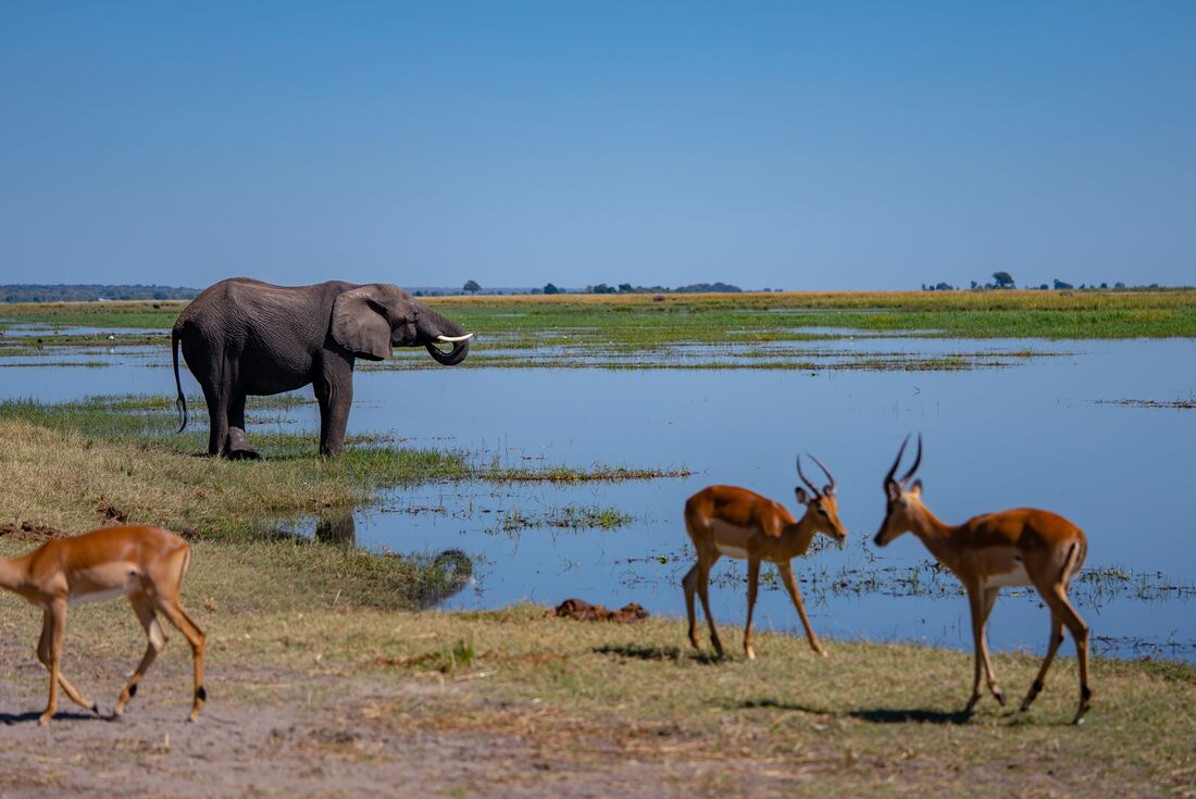Elephant and impalas by the water in Chobe National Park, Botswana