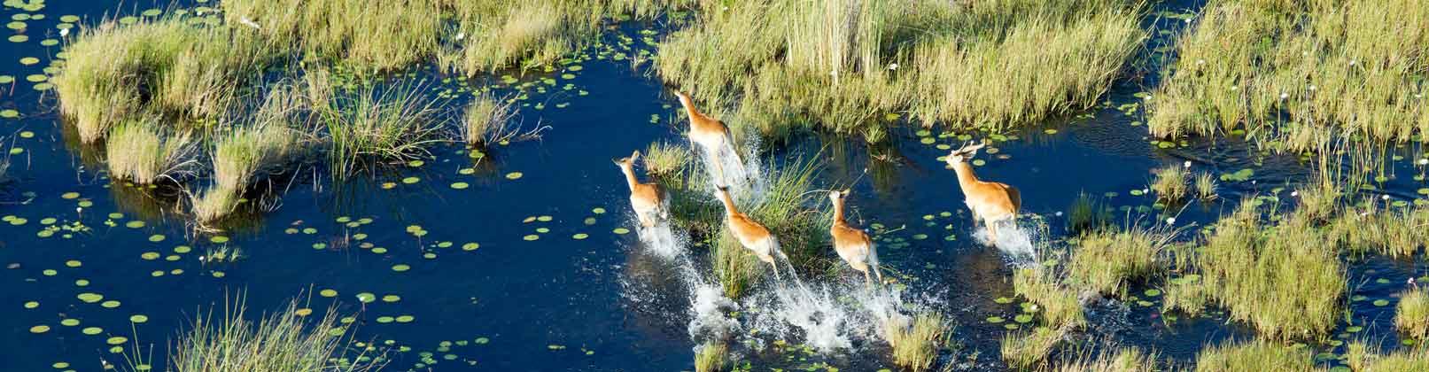 Best Botswana Tours & Vacations 2025/2026 | Intrepid Travel US